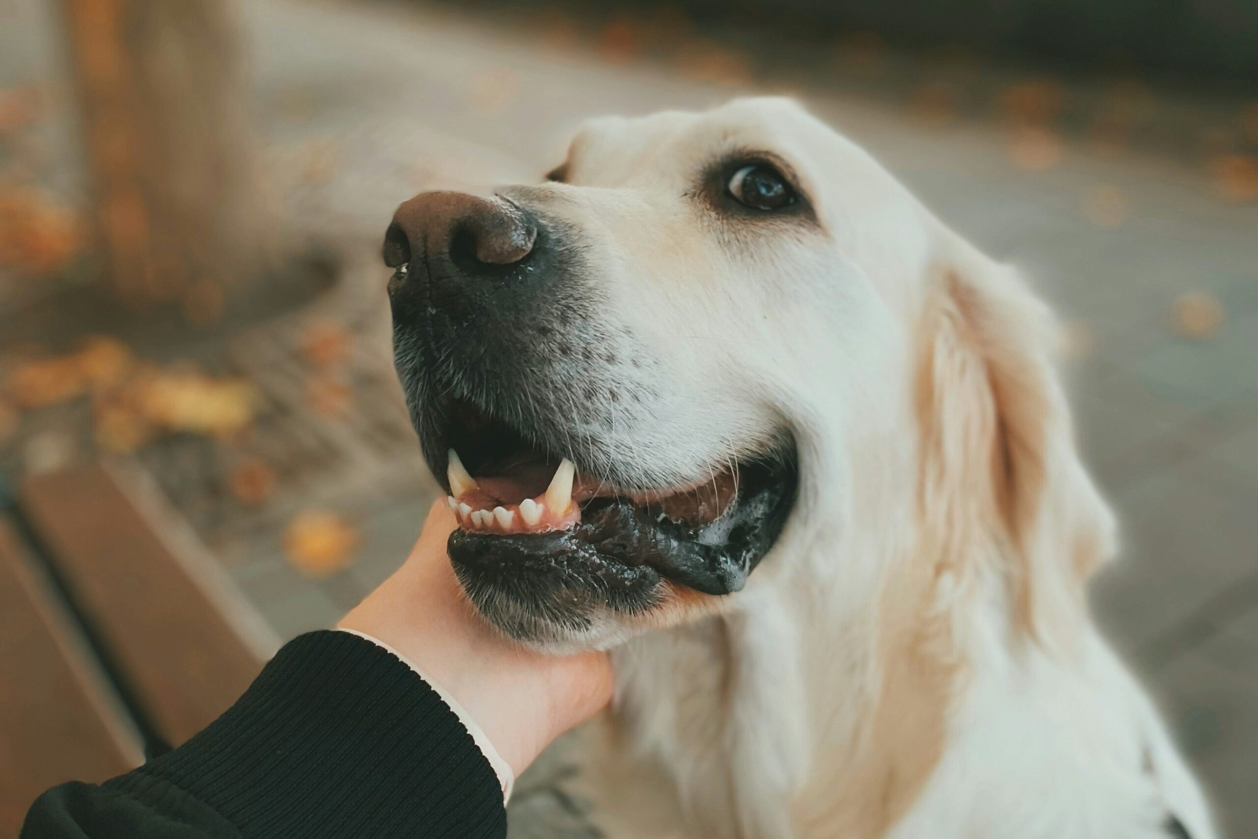 犬　大型犬　癒し　ホルモン分泌　