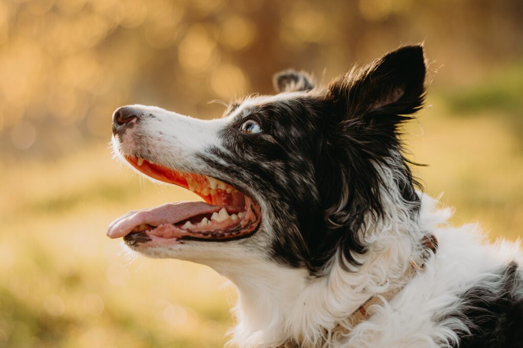 犬　笑顔　大型犬