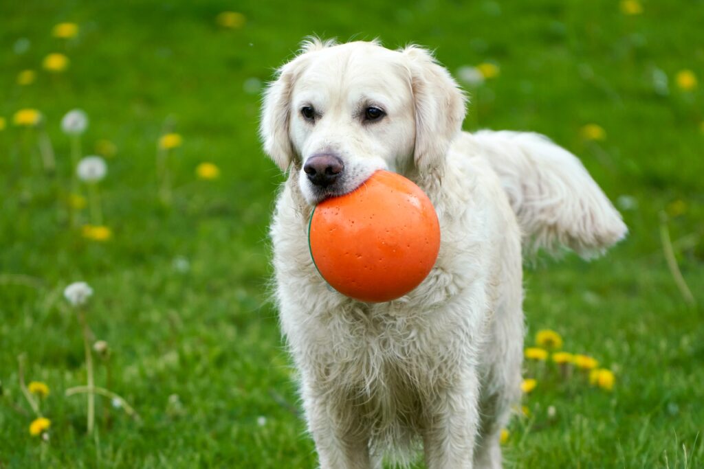 犬　大型犬　おもちゃ　遊び　ボール