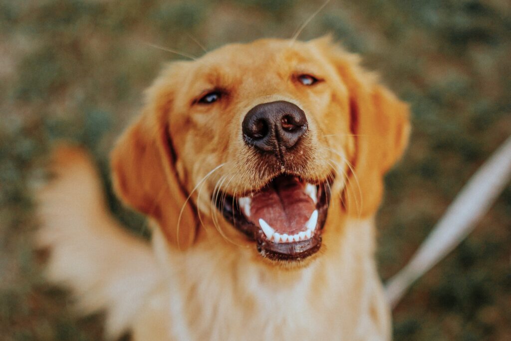 犬　好き　表情　好かれる人