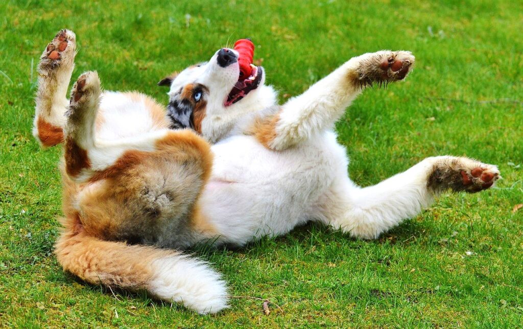 犬　大型犬　おもちゃ　遊び　屋外　芝生