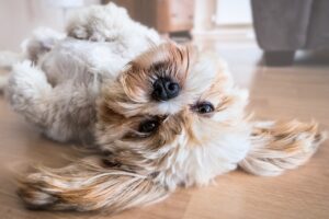 犬　かわいい　癒し　効果