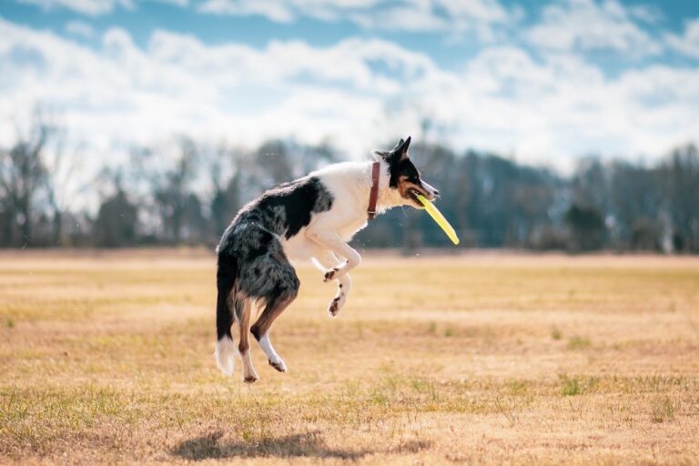 犬　大型犬　屋外　遊び　おもちゃ　フリスビー　ジャンプ