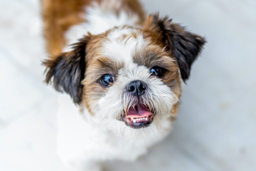 犬　笑顔　好き　見つめる