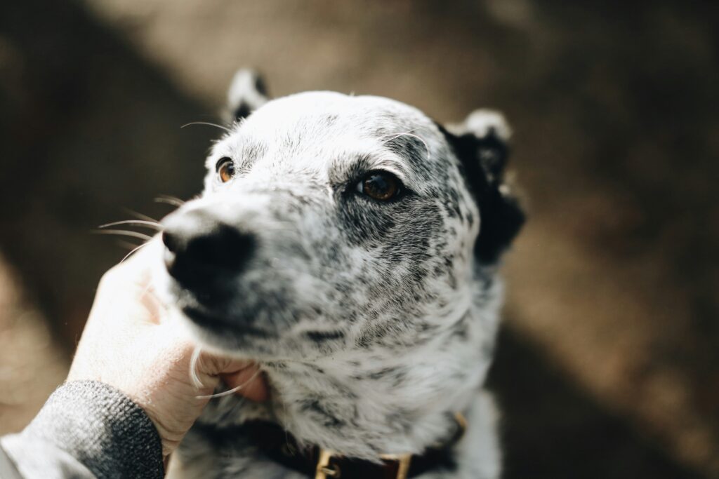 犬　人　ふれあい　人見知り