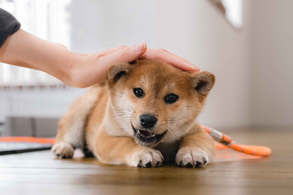 犬　撫でる　スキンシップ