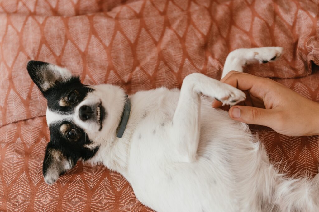 犬　好き　行動　仕草