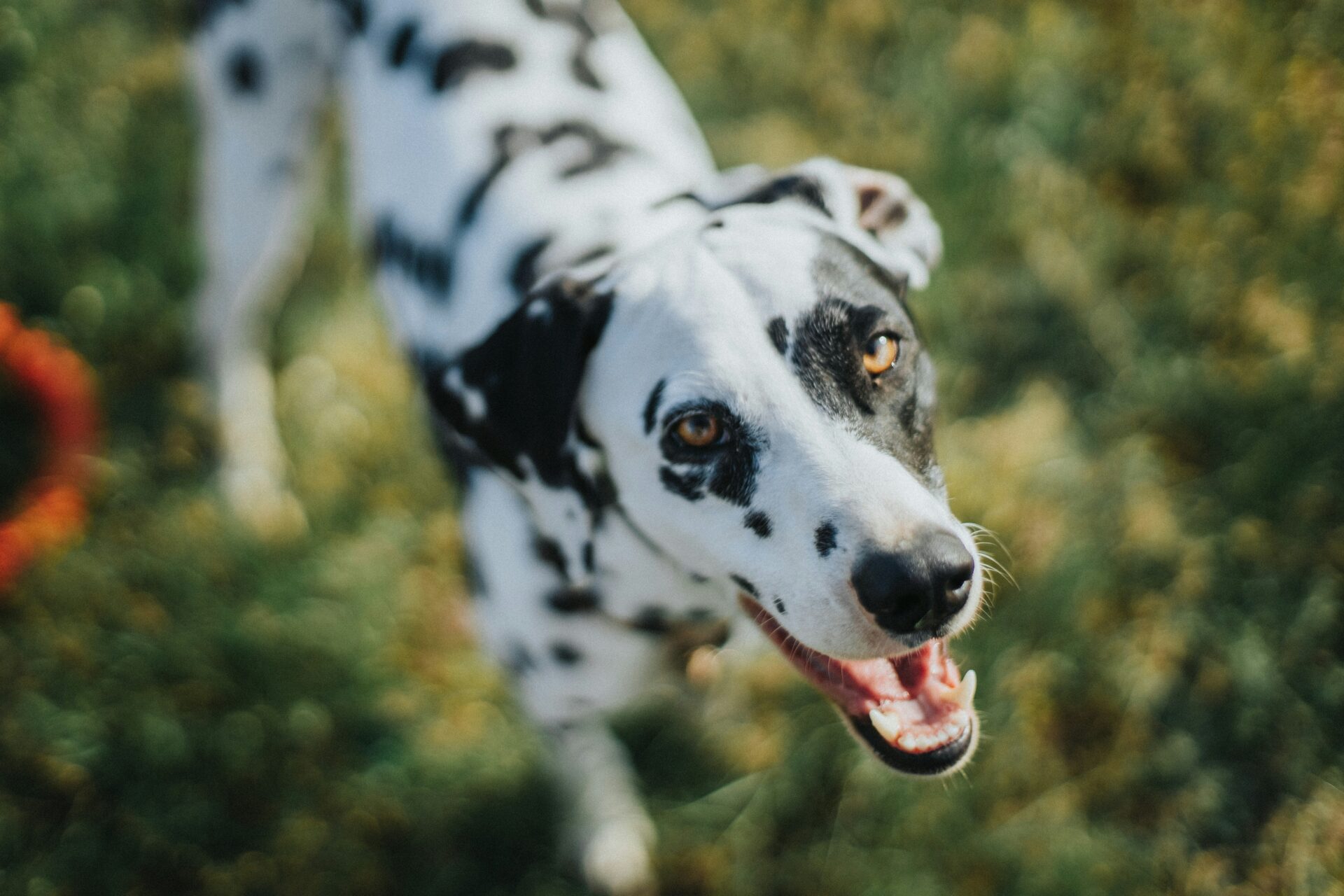 犬　笑顔　好き