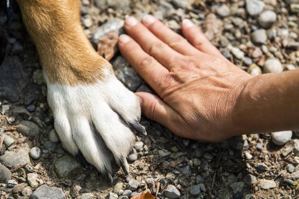 犬　手