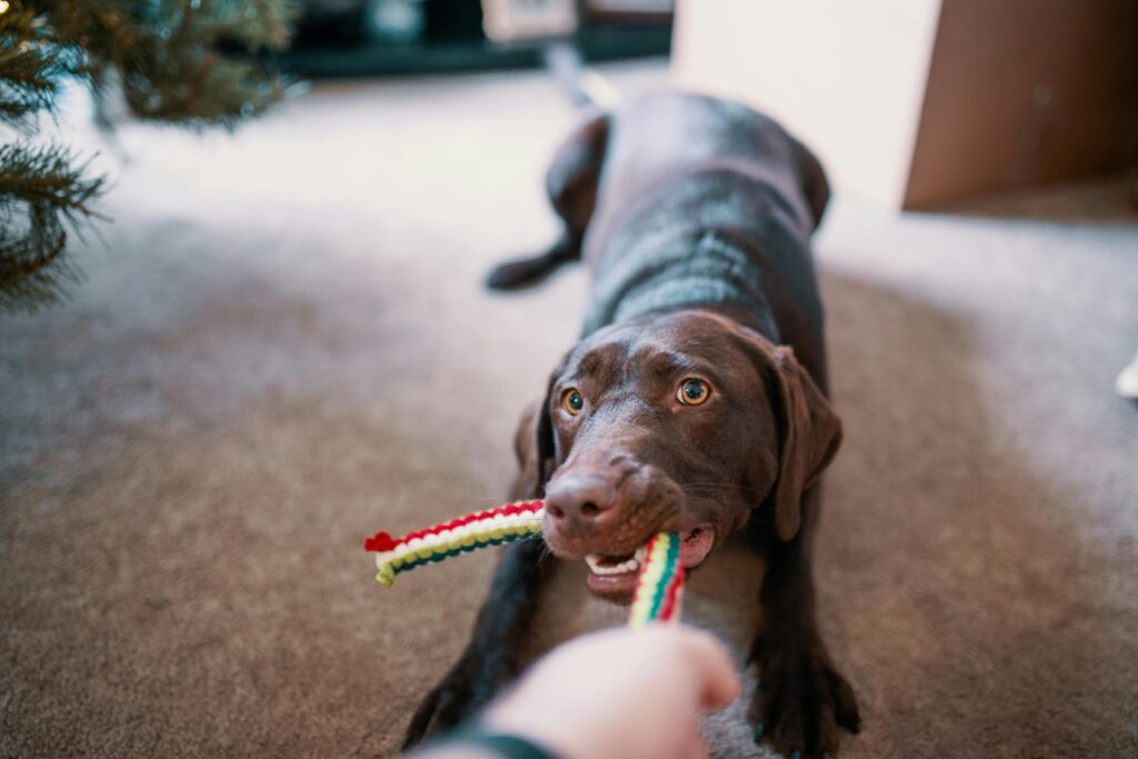 犬　大型犬　おもちゃ　ロープ　遊び