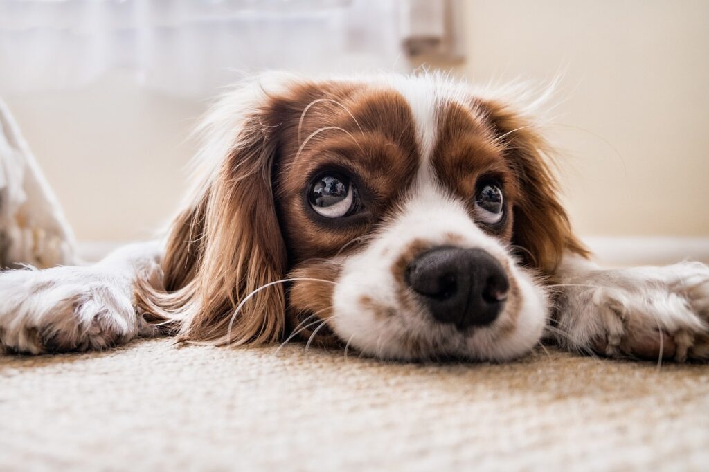 犬　人見知り　仕草