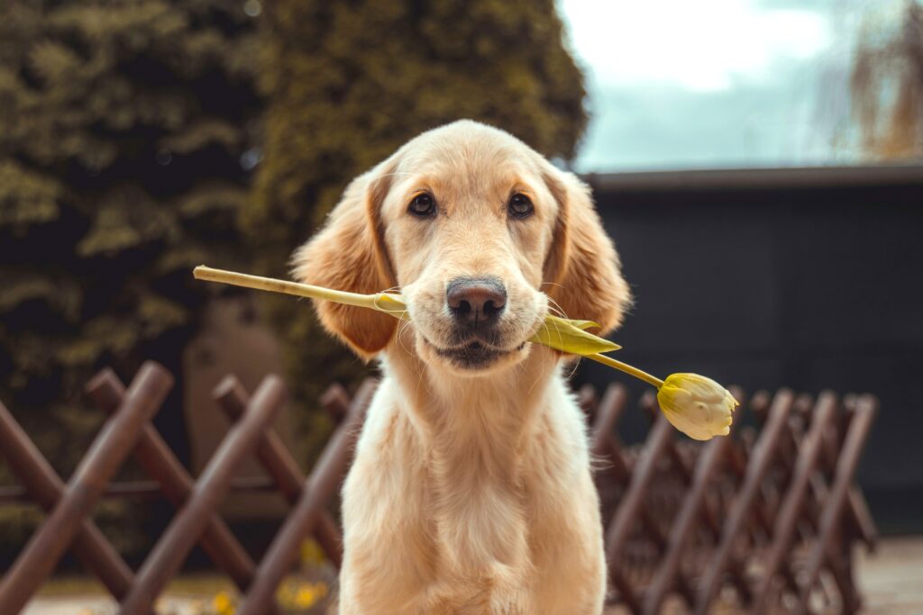 犬　大型犬　愛情を伝える