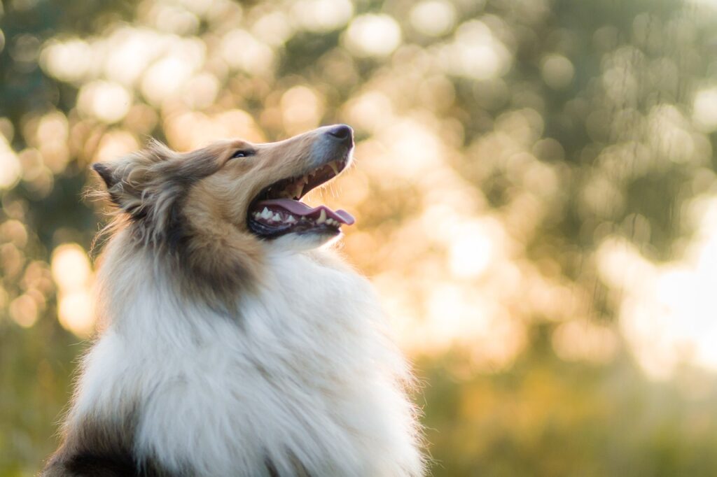 犬　笑顔　好き