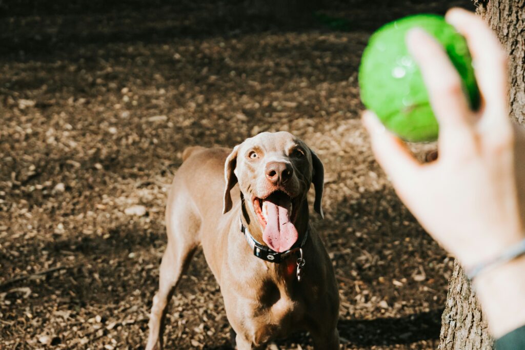 犬　大型犬　屋外　笑顔　おもちゃ　ボール　テニスボール　遊び